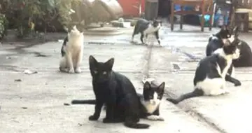  ??  ?? Some of Antonio Garcia’s cat companions. — WP-Bloomberg photos