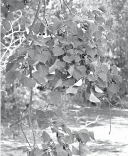  ?? AP Photo/Stacey Plaisance ?? This Aug. 1 photo shows a Chinese tallow tree branch at the Audubon Louisiana Nature Center in New Orleans. The tallow is a highly invasive tree rapidly overtaking forests from Texas to Florida. The 86-acre site, with walking trails and boardwalks...