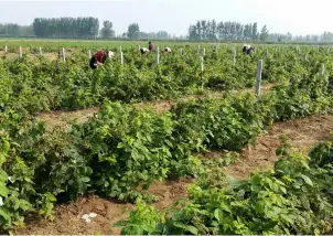  ??  ?? 陕西太白县，中国航天科技集团公司­帮扶的树莓园。