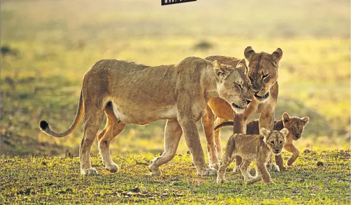  ??  ?? PROWLERS Lions take centre stage in Zambia’s South Luangwa National Park, known as one of the lion’s last great stronghold­s .