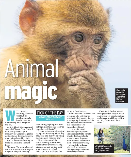  ??  ?? Liz Bonnin presents with this look at some a male peacock naughty animals Cute but a potential kidnapper: A juvenile Barbary macaque