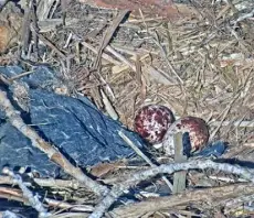  ?? Provided by Boulder County ?? The Boulder County osprey camera at the Boulder County Fairground­s zoomed in on the ospreys’ eggs Thursday morning, when they were briefly left uncovered. The dark material at left appears to be plastic.