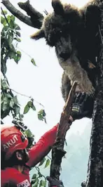  ??  ?? A rescue worker tries to reach the stranded bear, in Rize, Turkey, July 1, 2020.