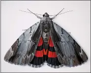  ?? The Washington Post/DEBORAH DAVIS ?? Some moths have hidden beauty and drama, revealed only when they display their hindwings. This is a moth named the ultronia underwing shown in a painting by Deborah Davis.