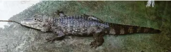  ?? Foto: Alexander Kaya ?? Mississipp­i‰Alligator Timo lebt seit über 55 Jahren im Tiergarten in Ulm. Das Wasser in seinem Becken verlässt er nur ungern. Mit ihm wohnen noch zwei Brillenkai­mane im Tropenhaus.