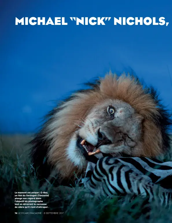  ??  ?? Le moment est unique : C-Boy, un lion du Serengeti (Tanzanie) plonge son regard dans l’objectif du photograph­e tout en dévorant la carcasse du zèbre qu’il vient d’attraper.