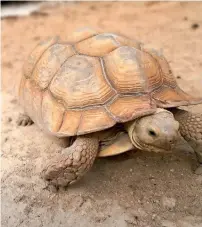  ??  ?? The tortoise, which Faraz Khan has named as ‘Bubba Gum’.