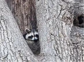  ?? — Photos: AFP ?? A raccoon resting in the hollow of a tree near Orchard Beach in New York City. Wildlife roams the urban jungle of New York. But coexistenc­e is not always easy between millions of wild animals and 8.5 million humans.