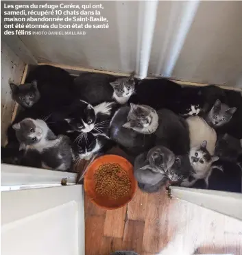  ??  ?? Les gens du refuge Caréra, qui ont, samedi, récupéré 10 chats dans la maison abandonnée de Saint-basile, ont été étonnés du bon état de santé des félins