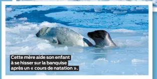  ??  ?? Cette mère aide son enfant à se hisser sur la banquise après un « cours de natation ».