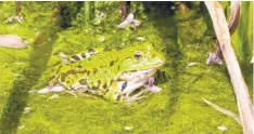  ??  ?? Christian Kruppa schickte uns das Foto von einem Wasserfros­ch im Botanische­n Garten Augsburg.