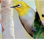  ??  ?? Oriental White-Eye