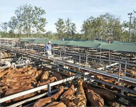  ?? PHOTO: BAMBI GOSBELL ?? BOUNCING BACK: There were signs of improvemen­t in the market at Sullivan's Livestock Sale in Gympie.