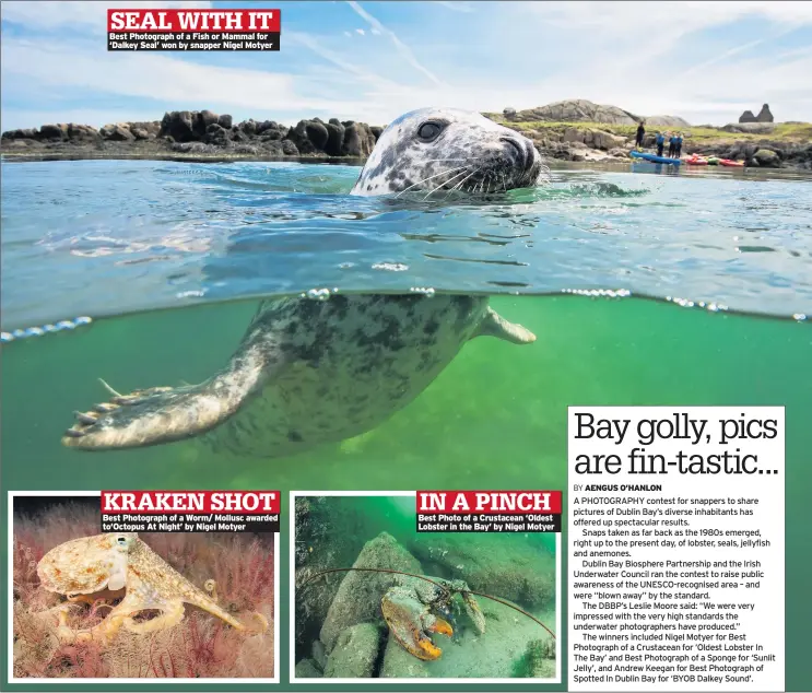  ??  ?? Best Photograph of a Fish or Mammal for ‘Dalkey Seal’ won by snapper Nigel Motyer Best Photograph of a Worm/ Mollusc awarded to‘octopus At Night’ by Nigel Motyer Best Photo of a Crustacean ‘Oldest Lobster in the Bay’ by Nigel Motyer