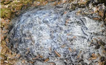  ?? Foto: Brigitte Bunk ?? Tagsüber liegen die Raupen ruhig im Nest. Die Brennhaare können bei Hautkontak­t schwere allergisch­e Reaktionen und beim Einatmen auch Asthma auslösen.