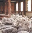  ??  ?? The price of wool is increasing.