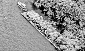  ??  ?? File photo shows logs that were illegally cut from Amazon rainforest are transporte­d on a barge on the Tapajos river, a tributary of the Amazon, near the city of Santarem, Para state. — Reuters photo