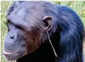  ??  ?? Chic: A chimp and its stalk