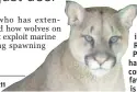  ??  ?? Researcher­s in Pacifi c Rim National Park Reserve have found cougars’ favourite food is raccoon.