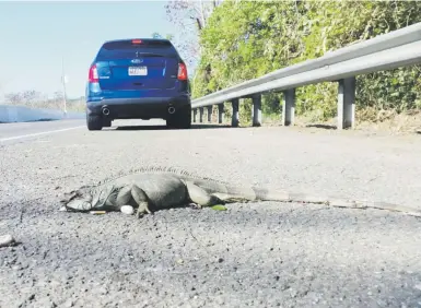  ?? Suministra­da ?? Aunque las iguanas son considerad­as una especie dañina, la investigac­ión concluyó que no es recomendab­le atropellar­las, pues quedan en las carreteras como carroña atrayendo a otros animales que, a su vez, pueden morir impactados por automóvile­s.