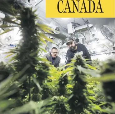  ?? DARRYL DYCK / THE CANADIAN PRESS ?? Yan Boissonnea­ult, left, and James Gallagher run a handful of small legal medical grow-ops in British Columbia and are seeking a new licence for microculti­vation.