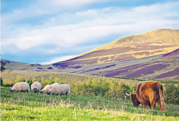  ?? World. ?? RAISING ISSUES: The research findings by the Global Farm Platform are as relevant for upland Scottish farms as anywhere else in the