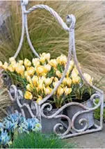  ??  ?? FAR LEFT
A basket of Crocus chrysanthu­s ‘Cream Beauty’ and iris ‘Katharine Hodgkin’ provide welcome pops of colour in February