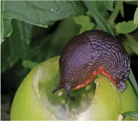  ?? Picture: ISTOCK/ PA ?? A slug eating a green tomato