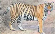  ?? HT FILE ?? The standing committee visited Sariska following the death of tiger ST11 and disappeara­nce of tigress ST5 (in pic).