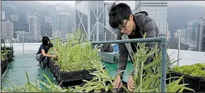  ?? AP/KIN CHEUNG ?? Volunteers pick Indian lettuce on the roof of the 38-story Bank of America tower in Hong Kong in November.