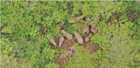  ?? (AFP) ?? This handout photo shows a section of the herd, which had wandered 500km north from their natural habitat, near Yuxi city in China’s southwest Yunnan province on July 6