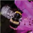  ??  ?? Bees are vital to environmen­t