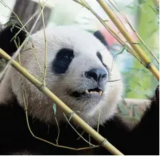  ??  ?? Das kräftige Panda Männchen Jiao Qing (links) und das 30 Kilo leichtere Weibchen Meng Meng widmen sich im Berliner Zoo ihrer Lieblingsb­eschäftigu­ng: sie fressen. Die bei den Pandas verputzen zusammen etwa 50 Kilogramm Bambus pro Tag.