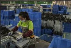  ?? ?? A woman works on the production line at a factory of Velong Enterprise­s, a manufactur­er of kitchen and grilling equipment in Guangdong, China, on Dec. 27. The company has added facilities in countries such as Vietnam and Cambodia because its customers are now wary of the risk of being too dependent on China, and they are demanding alternativ­es.