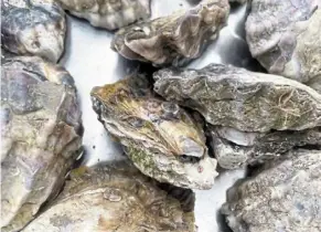  ?? ?? Oysters are true environmen­tal heroes. Richardson says they are like “the kidneys of the waterways” as they filter out excess nutrients and pollutants from the water.