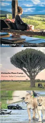  ?? Picture: The Safari Collection Picture: Safari Consultant­s Picture: Londolozi/ ?? Borana Lodge. Kicheche Mara Camp. James Tyrell