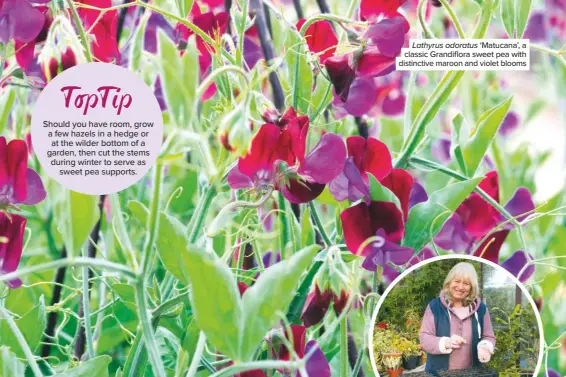  ??  ?? Lathyrus odoratus ‘Matucana’, a classic Grandiflor­a sweet pea with distinctiv­e maroon and violet blooms