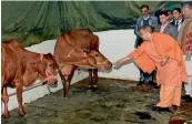 ?? — PTI ?? UP CM Yogi Adityanath and Uttarakhan­d CM Trivendra Singh Rawat feed jaggery to cows in Dehradun on Wednesday.