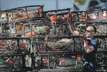  ?? Justin Sullivan Getty Images ?? CALIFORNIA officials have delayed the commercial Dungeness crab season because of high levels of domoic acid, a neurotoxin that has been linked to warming ocean waters. A lawsuit pits one industry against another.