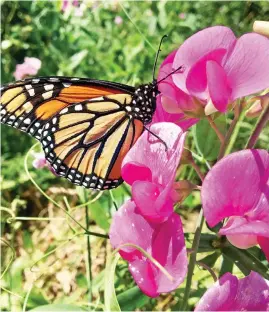  ??  ?? BUTTERFLY MAGNET. Heirloom sweet peas emit a strong fragrance.