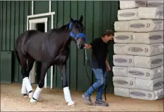  ?? LLOYD FOX/ BALTIMORE SUN ?? Kentucky Derby winner Medina Spirit walks around the Stakes Barn with assistant trainer Jimmy Barnes after arriving at Pimlico Race Course Monday, May 10, 2021.