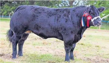  ?? ?? The beef and commercial cattle champion from Wilson Peters.