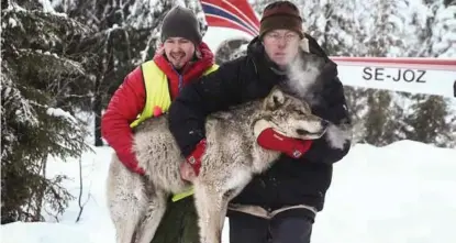  ?? FOTO: JAN TOMAS ESPEDAL ?? I vinter nektet Vidar Helgesen felling av ulvene i Slettåsflo­kken, men besluttet å radiomerke denne og flere andre flokker for å se om ulvene var blitt mer naergående.