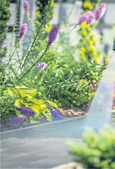  ??  ?? ● It’s an ideal time to give your paths a spruce up with a pressure wash, and if you have any snowdrops, why not split them up and spread them around your garden?