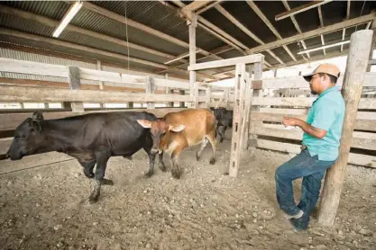  ?? College Station Eagle via AP ?? Navasota Livestock Auction employee Reyes Silvan keeps the line of cattle moving through the pen Aug. 26 before being sorted and tagged in Navasota, Texas. The year 2011—the driest year on record in Texas—was the stuff of nightmares for area ranchers....