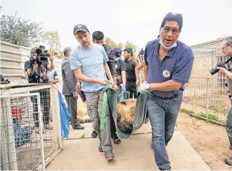  ?? CONTRIBUTE­D ?? A team from Four Paws, led by veterinari­an Dr. Amir Khalil, rescue Lula the bear from a small zoo in Mosul. Lula is currently lifving in Al Ma’wa for Wildlife and Nature sanctuary.