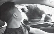  ?? PROVIDED TO CHINA DAILY ?? A man rolls down his car window to feed a black bear in the Badaling Wildlife Park in Beijing on Aug 18, ignoring rules and warnings from staff members. He was bitten by the bear.