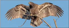  ?? Gena Flanigen ?? A juvenile bald eagle stretches its wings on the Berry College campus during a previous year.