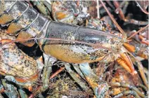  ?? File Photo ?? Live lobsters from Atlantic Canada are shipped all over the world. While most of them end up in the United States and Canada, some end up on dinner plates in Dubai, in the United Arab Emirates.