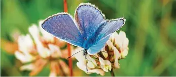  ?? Foto: Shuttersto­ck ?? Modrásek Louky u Přelouče na Pardubicku je lokalita důležitá pro výskyt dvou vzácných druhů motýlů, modráska bahenního a modráska očkovaného (na snímku).